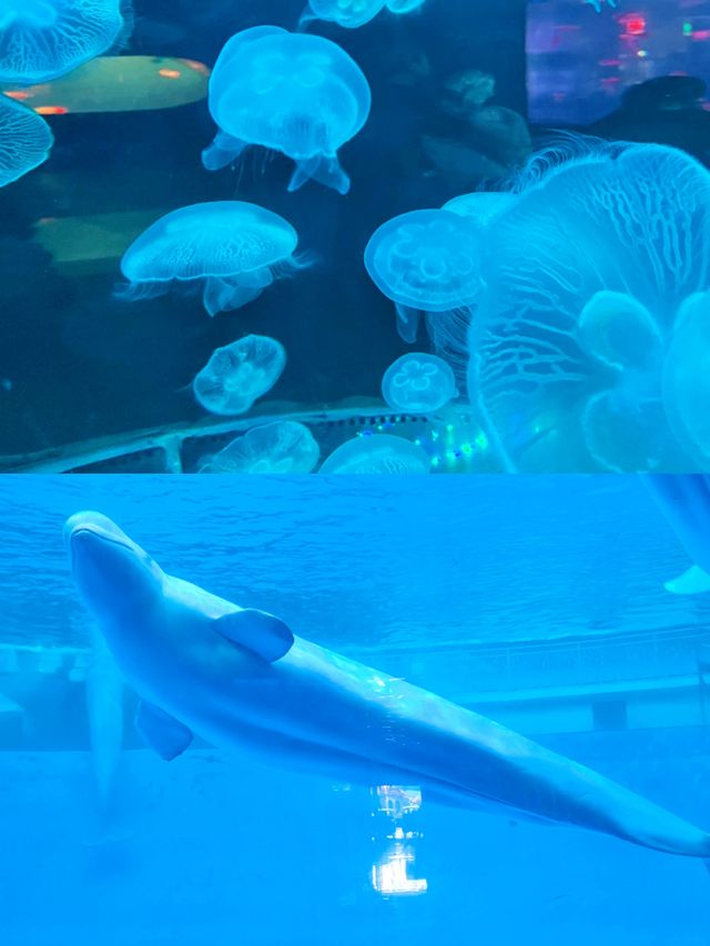 帶娃來歐樂堡極地海洋世界這一篇就夠了