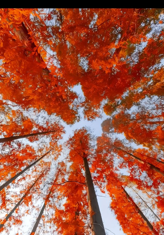 鹽城-東台黃海森林公園