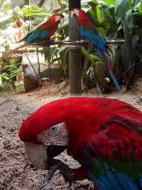 伊瓜蘇百鳥園