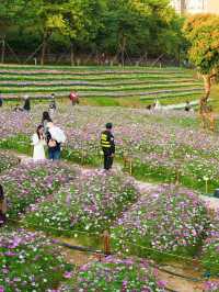 南山西麗·波斯菊花海正是賞花時候