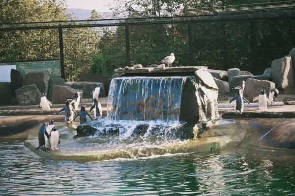 Edinburgh Zoo : A Romantic Date with Animals