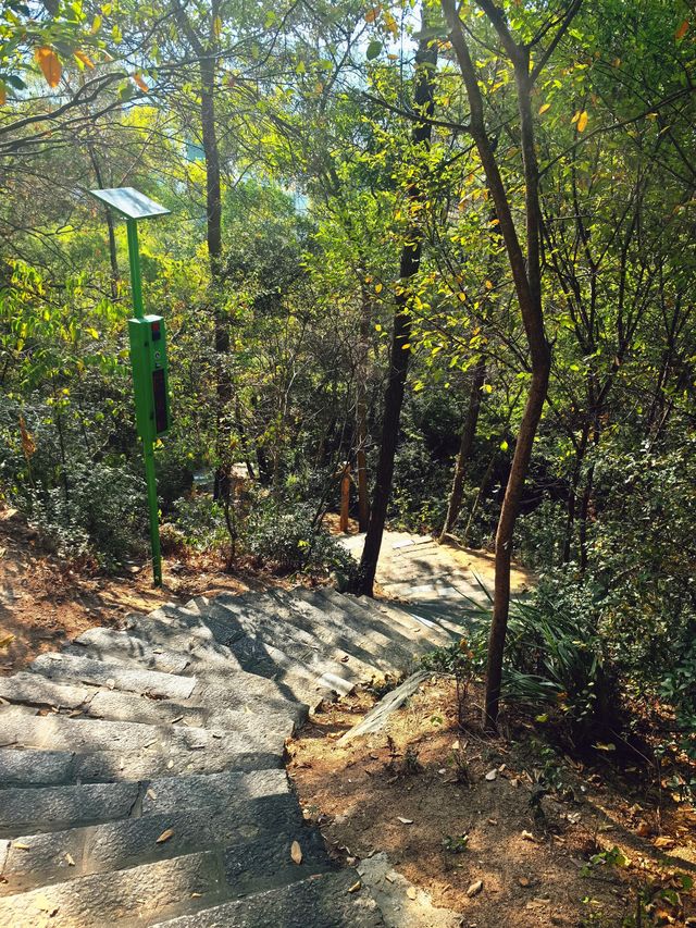廈門旅遊|狐尾山櫻花谷的櫻花還要再等等
