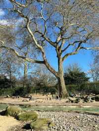 Visit London Zoo in Winter for a Unique Experience
