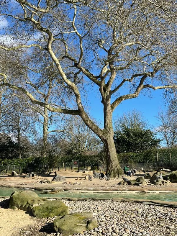 Visit London Zoo in Winter for a Unique Experience