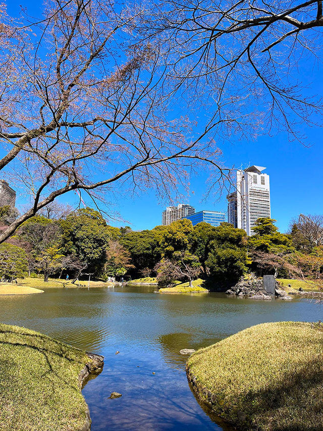 東京行程｜小石川後樂園與千鳥淵公園一日遊