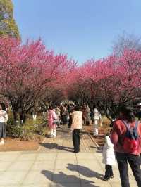 羊湖濕地公園，邂逅湘楚大地的生態畫卷