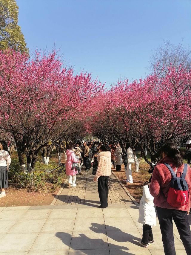 羊湖濕地公園，邂逅湘楚大地的生態畫卷