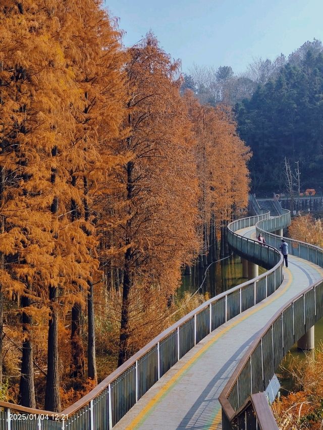 Travel Experience at Qingshan Lake in Hangzhou