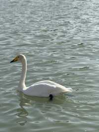 Swan River in Autumn 