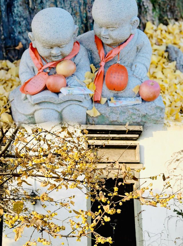 梅花洲/對江南古鎮的第一印象