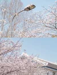 武漢賞櫻好去處‖武漢大學賞櫻最新攻略
