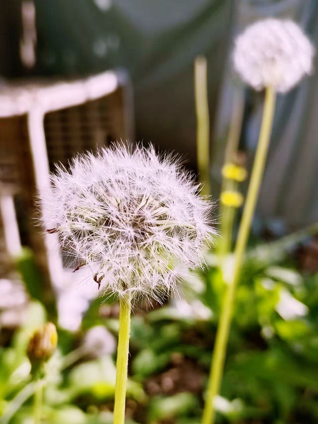 春日限定！北海賞花全記錄