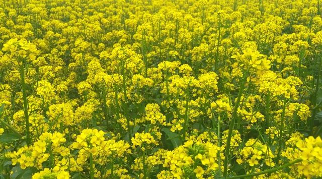 春日限定油菜花海，浪漫值拉滿