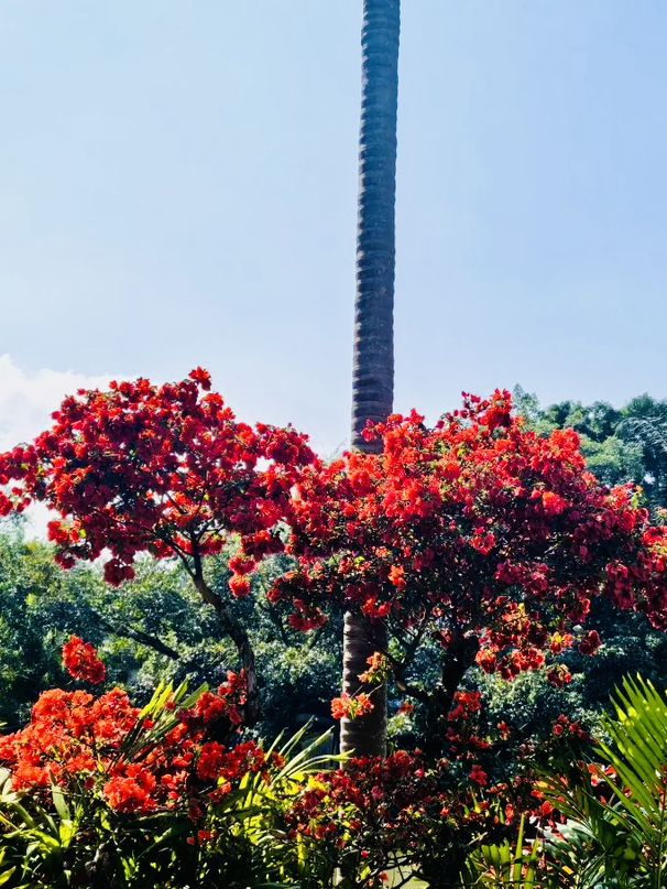 Xishuangbanna Zhongke Botanical Garden