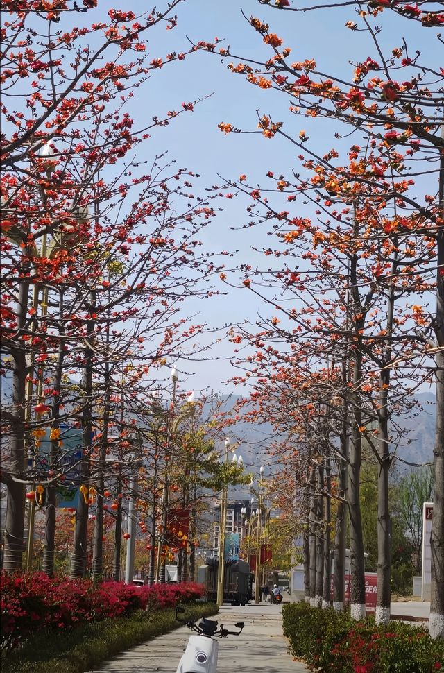 花是一座城，城是一朵花，全國唯一以花命名的城市！