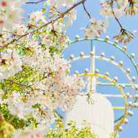 藏在市區的粉色浪漫🌸 西北湖廣場