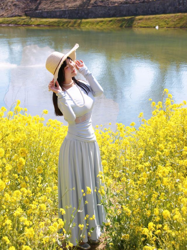 春日序曲油菜花開了