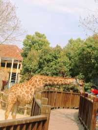 Family Travel | First Spring Outing: Shanghai Wildlife Park‼️