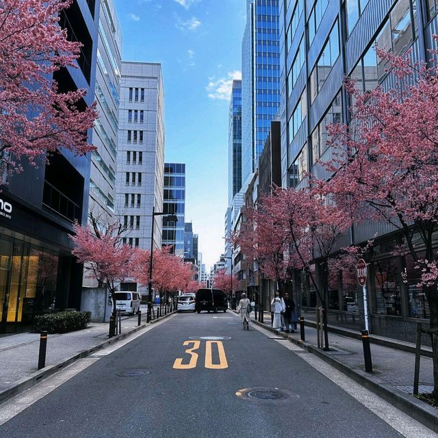 🌸3.9日本橋櫻花，陽光下的絢爛之美