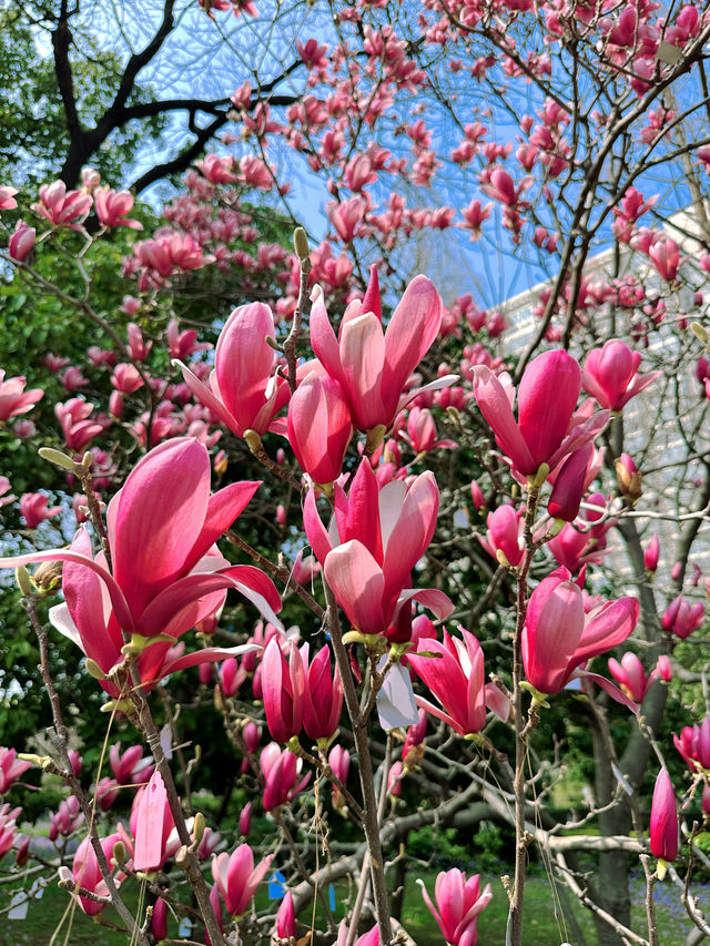 春日賞花記：南京林業大學櫻花之旅
