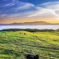 日本7天6晚！包場式賞櫻，真不用去京都硬擠
