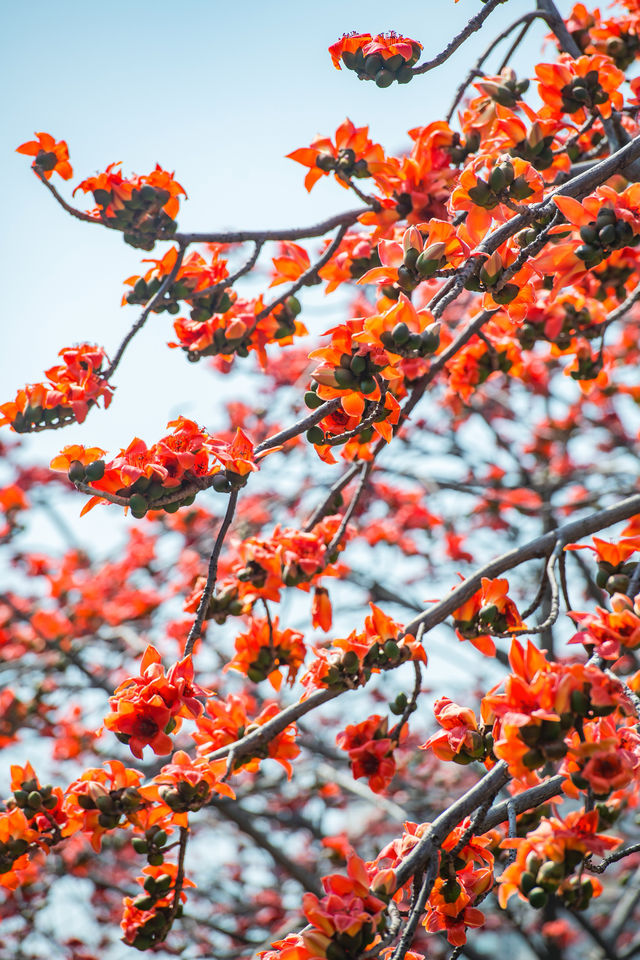 佛山禪城呢條街道火咗，木棉花開成咗一片紅色花海