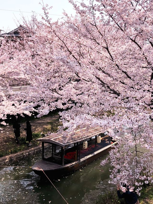 Kyoto and Nara: 4-Day Cherry Blossom Guide 🌸 Detailed Cherry Blossom and Deer Feeding Plan