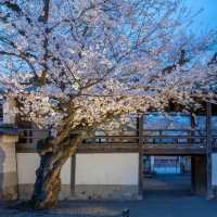京都🌸3條此生必走的City Walk賞櫻路線