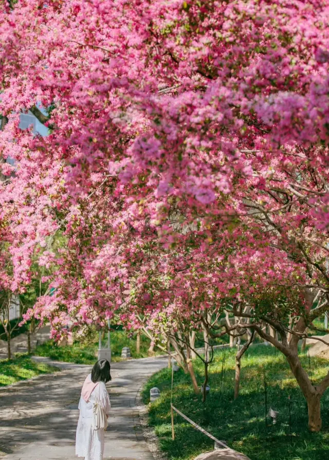 Chengdu-Changsha Intercity Railway Travel Day - Kaifu Temple - Tianxin Pavilion