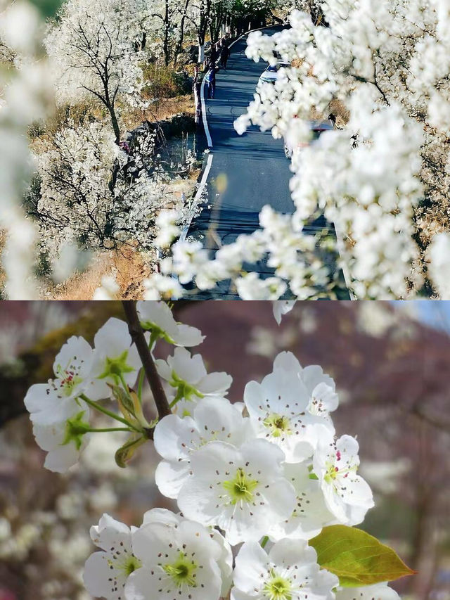 不騙你！3 - 4月的金川梨花太值得衝了