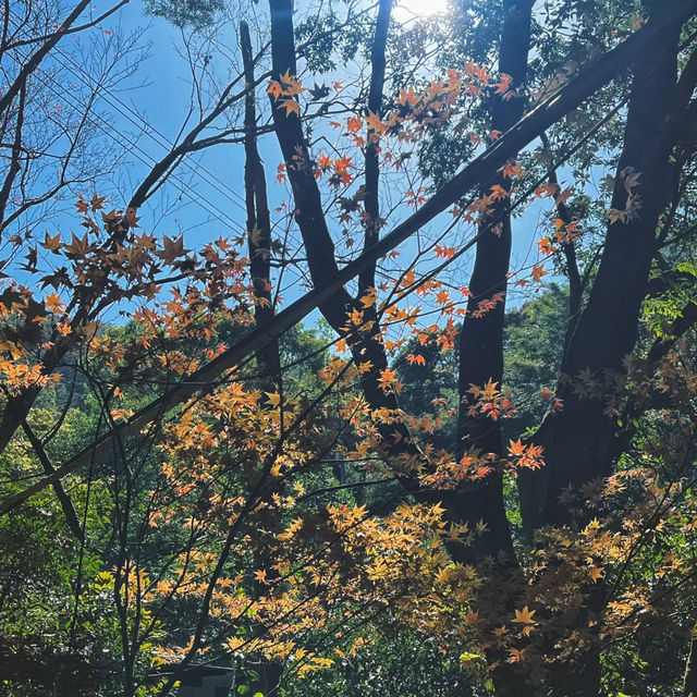 🌱貓空茶園 | 臺北最治癒的吸氧地