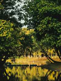 武漢解放公園|闖入油畫級春日調色盤!鬱金香霸屏預警!