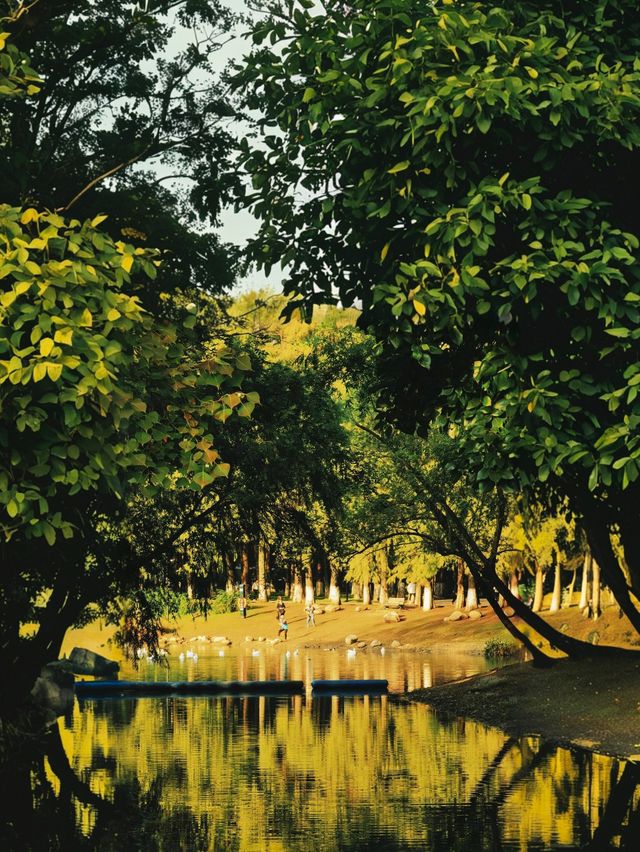 武漢解放公園|闖入油畫級春日調色盤!鬱金香霸屏預警! 武漢解放公園|闖入油畫級春日調色盤!鬱金香霸屏預警!