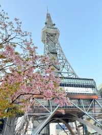 標題：名古屋嘅櫻花，浪漫到心坎里💕