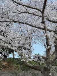 新山公園，山海交織的粉色樂章