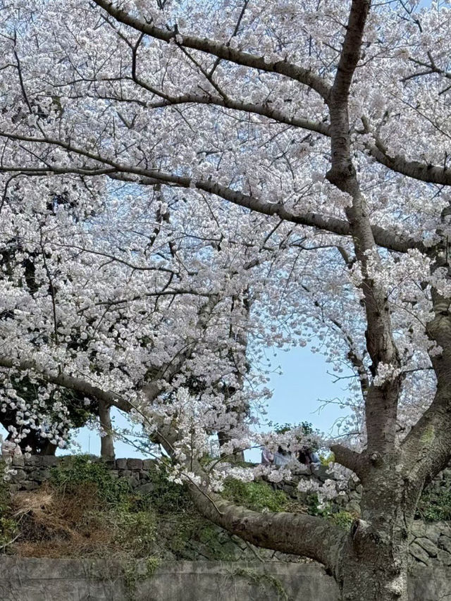 新山公園，山海交織的粉色樂章