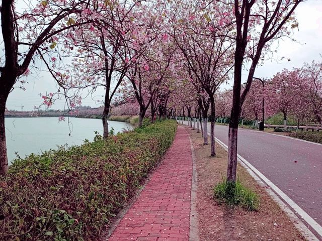 Shipai Park: Blooming as A Bomb of Colours in Dongguan