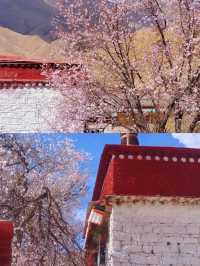 春季賞桃花圖鑑：拉薩行