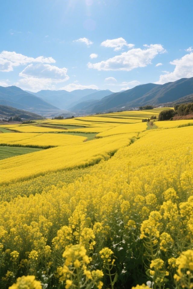 保山油菜花真係好靚呀！唔好錯過春天嘅金色浪漫啦