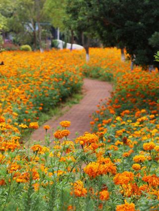 Yupuhanquan Park | Monet's Garden