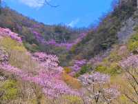 遊客很少山花爛漫的小眾景點