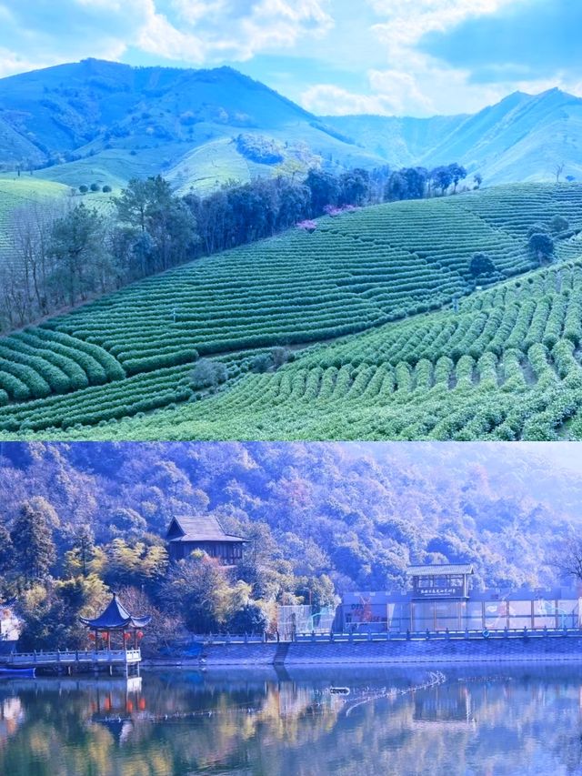 安吉｜藏在茶山裡的溫泉酒店