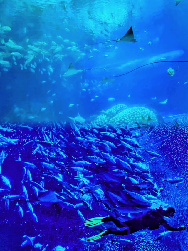 親子一定要來珠海海洋王國。