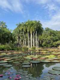 版納中科植物園闖入熱帶異世界