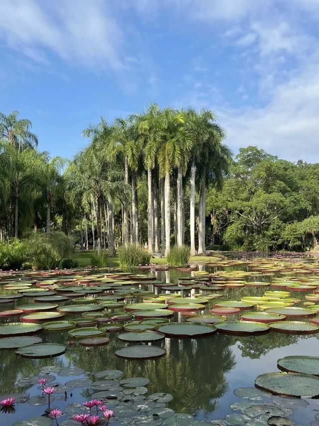 版納中科植物園闖入熱帶異世界