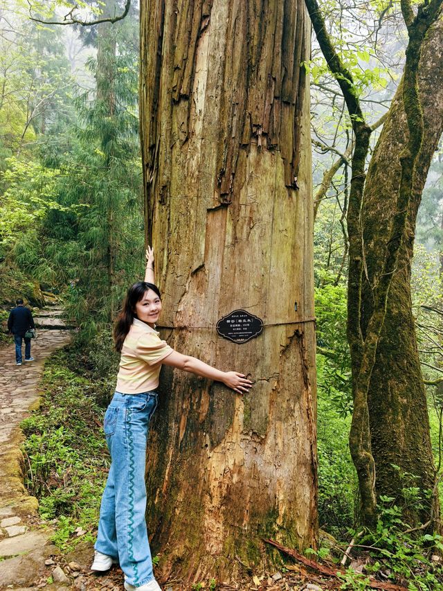 逃離城市•低能量旅行天目山度假攻略