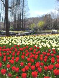 中山公園青島鬱金香美暈了
