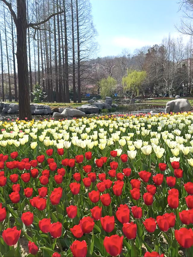 中山公園青島鬱金香美暈了