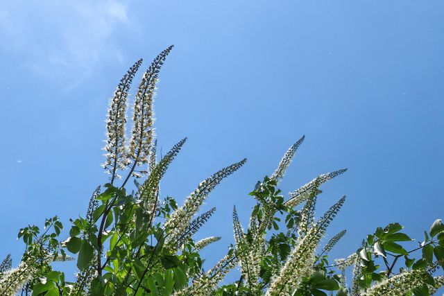 泰山腳下廣生泉公園木香花盛開
