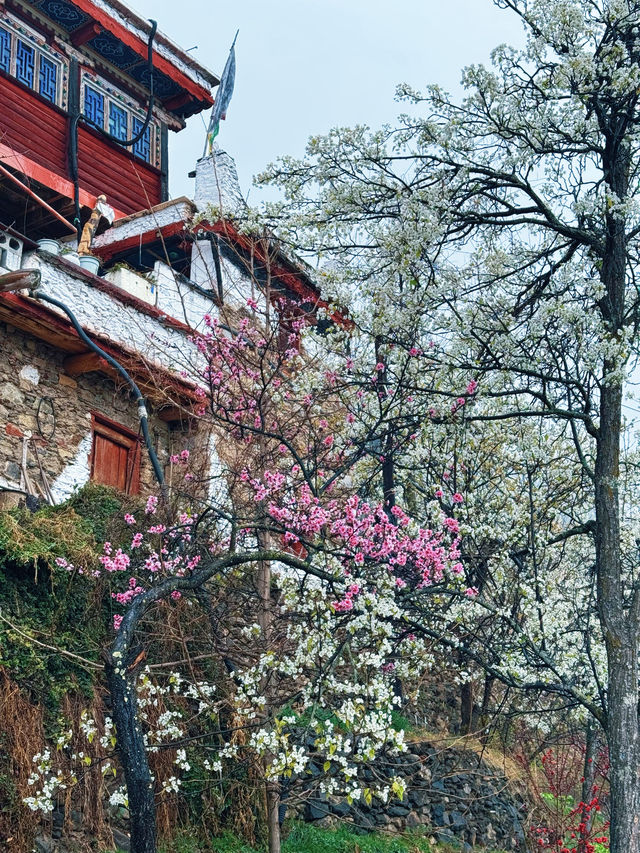 以藏式建築為背景嘅梨花先至係積致美學